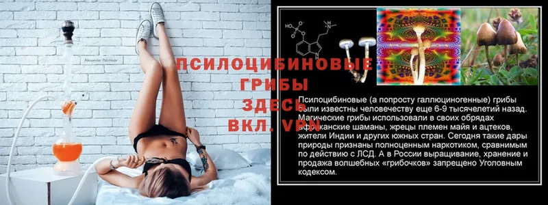 Псилоцибиновые грибы Psilocybine cubensis  Глазов 